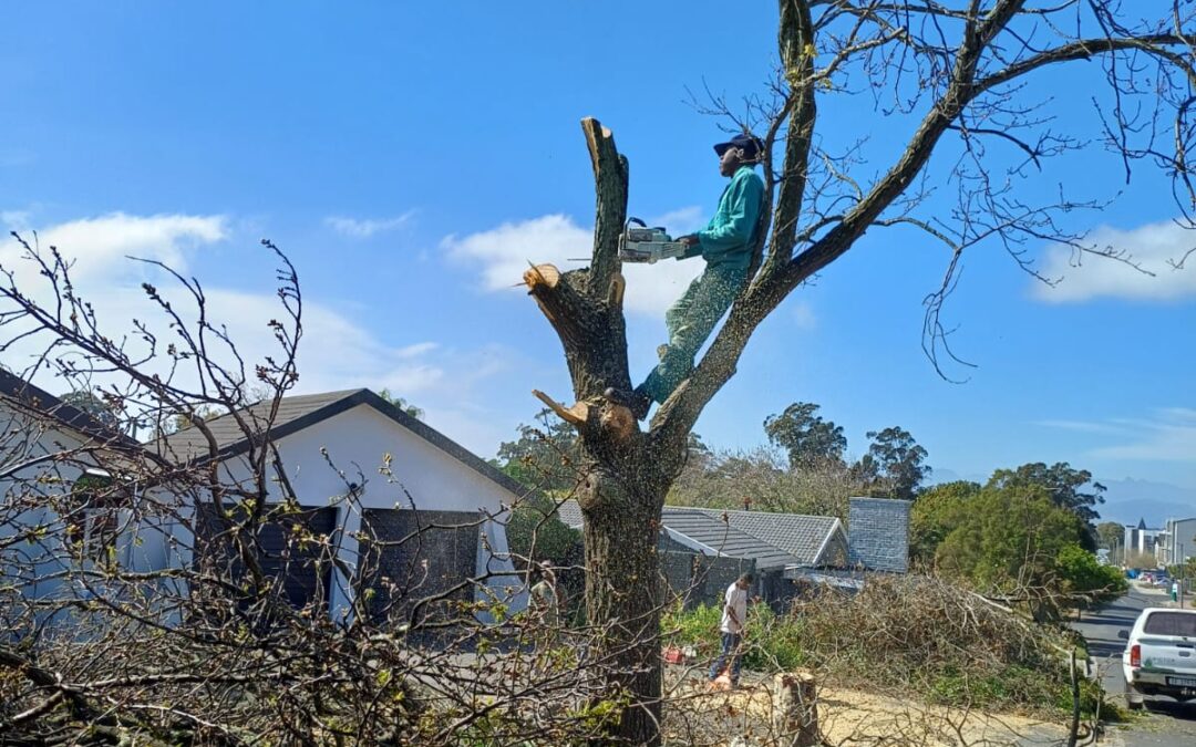 Tree Felling
